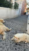 _mashachka_ Altpins Profile Picture