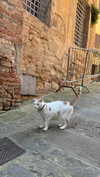 _mashachka_ Altpins Profile Picture