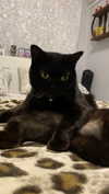 adel__s_ Altpins Profile Picture