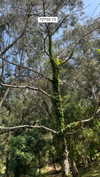 adel__s_ Altpins Profile Picture