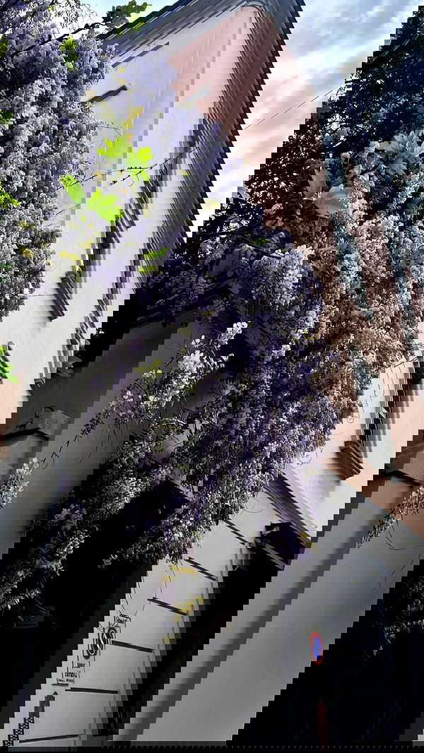 adellepisar adellepisar archive image