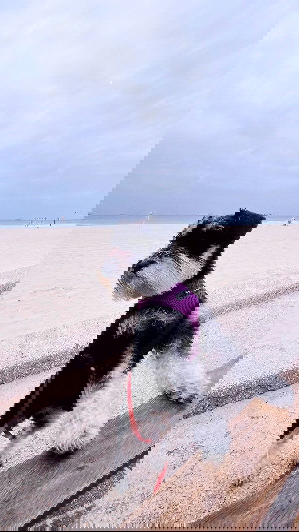 adellepisar adellepisar archive image