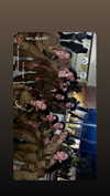 agam._.harel Altpins Profile Picture