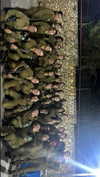 agam._.harel Altpins Profile Picture