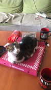 alex.banin Altpins Profile Picture