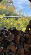 alexandra_stmtk Altpins Profile Picture