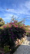 alexandra_stmtk Altpins Profile Picture