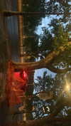 algofobica Altpins Profile Picture