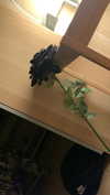 algofobica Altpins Profile Picture