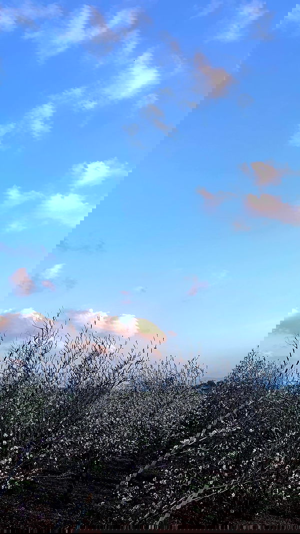 alice.skym alice.skym archive image