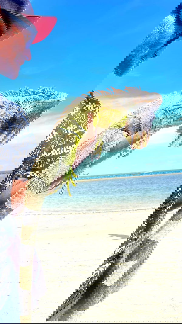 alice.skym alice.skym archive image