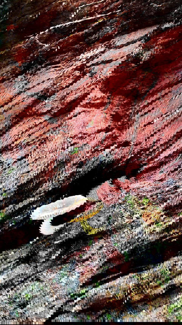 alice.skym alice.skym archive image