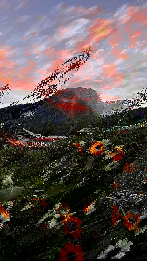 alice.skym alice.skym archive image