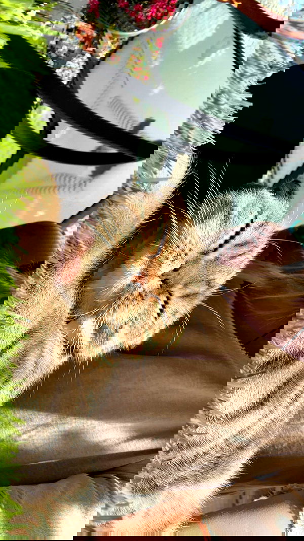 alice.skym alice.skym archive image