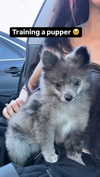 alyri_tv Altpins Profile Picture