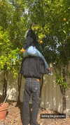 anika.wicks Altpins Profile Picture