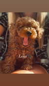 anya_shtril Altpins Profile Picture