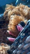anya_shtril Altpins Profile Picture