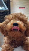 anya_shtril Altpins Profile Picture