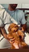 anya_shtril Altpins Profile Picture