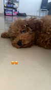anya_shtril Altpins Profile Picture
