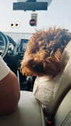 anya_shtril Altpins Profile Picture