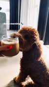 anya_shtril Altpins Profile Picture