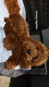 anya_shtril Altpins Profile Picture