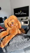 anya_shtril Altpins Profile Picture