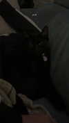 aresshia_san Altpins Profile Picture