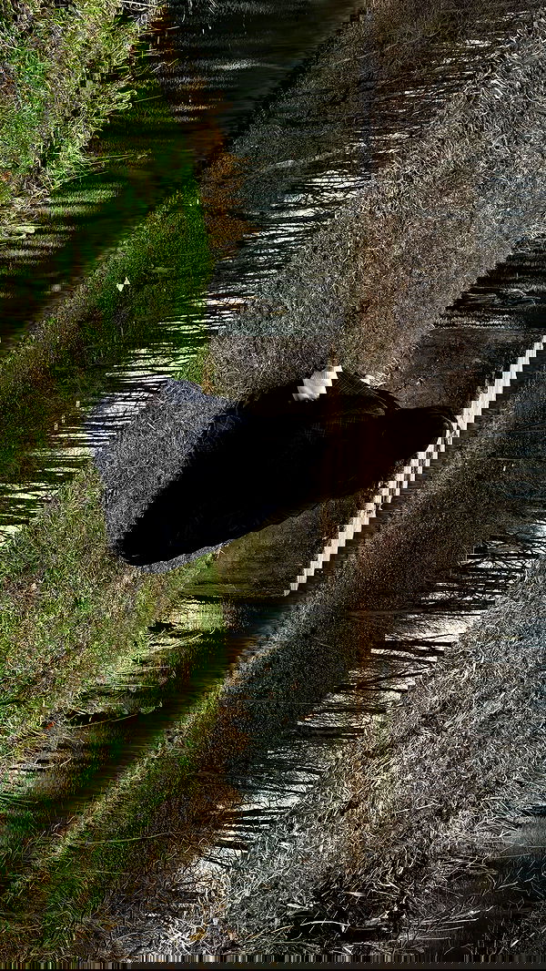 ayguldavlletova image ~ Altpins