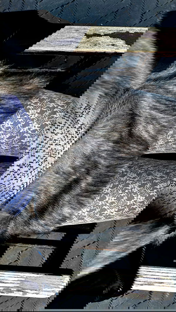 ayguldavlletova image ~ Altpins