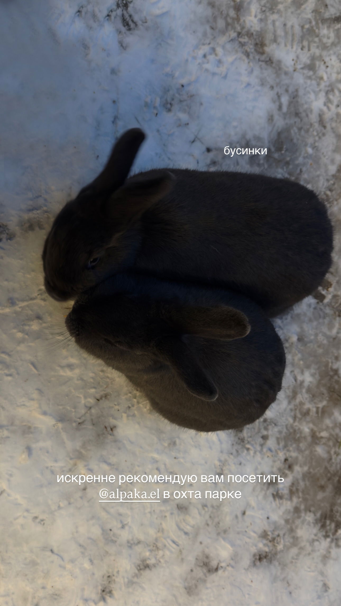 ayguldavlletova instagram image archive image