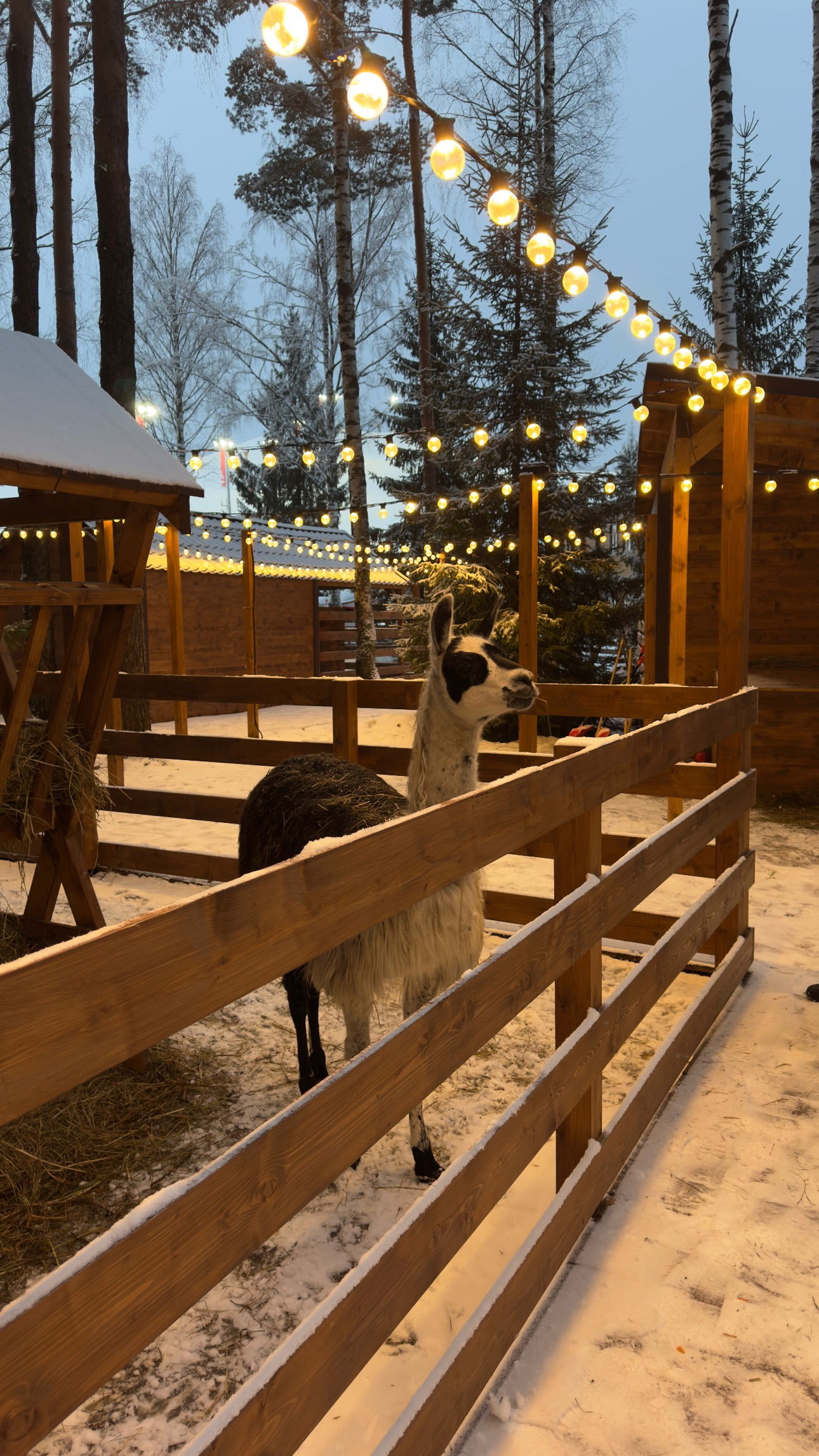 ayguldavlletova instagram image archive image