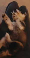 babyyygorilla Altpins Profile Picture