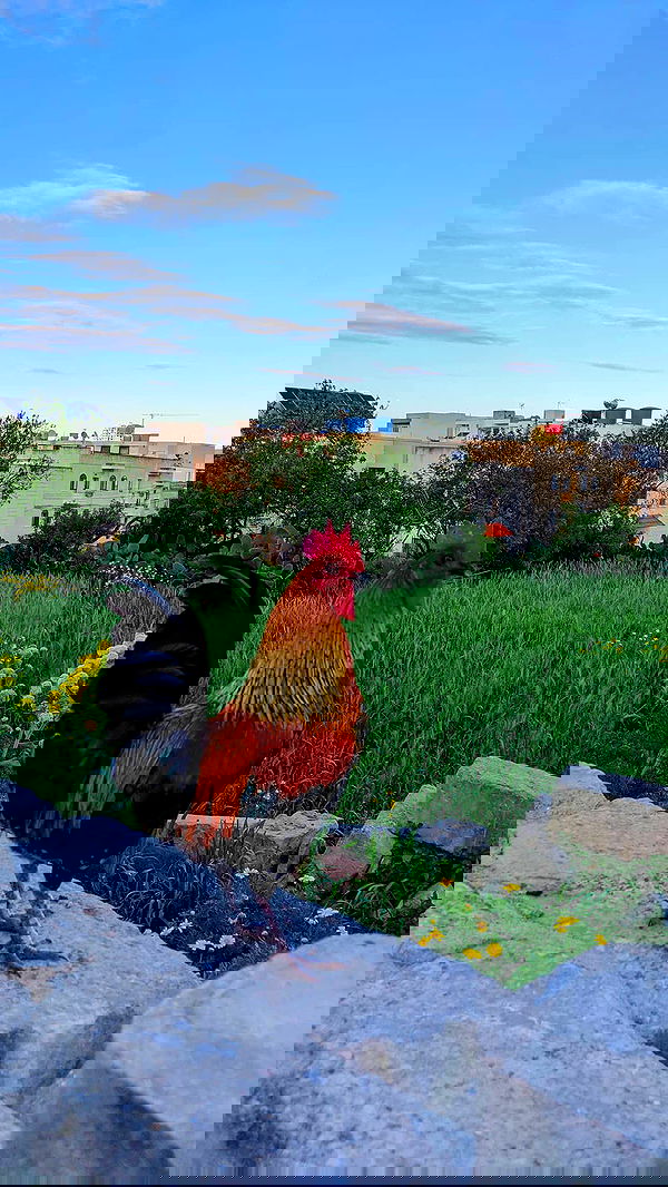 bakedsloths bakedsloths archive image