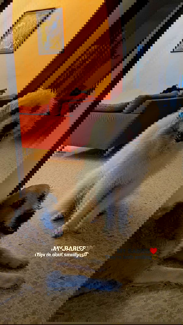 bakedsloths bakedsloths archive image