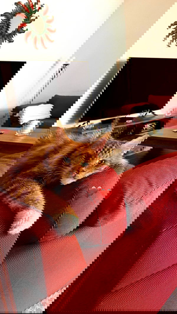 bakedsloths bakedsloths archive image