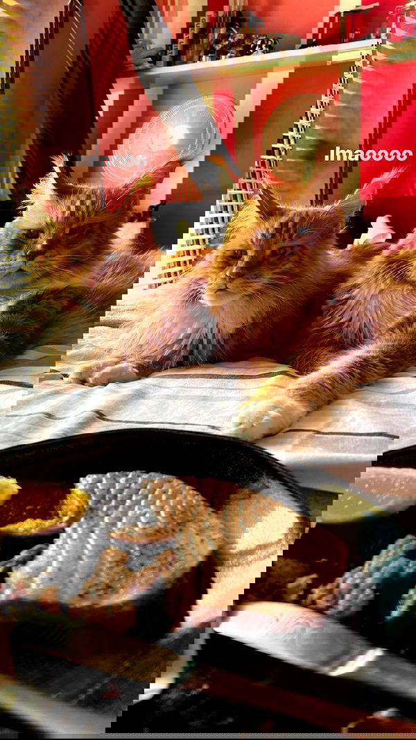 bakedsloths bakedsloths archive image