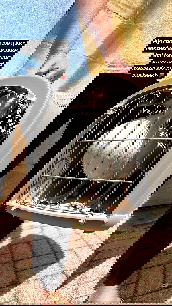 bakedsloths bakedsloths archive image