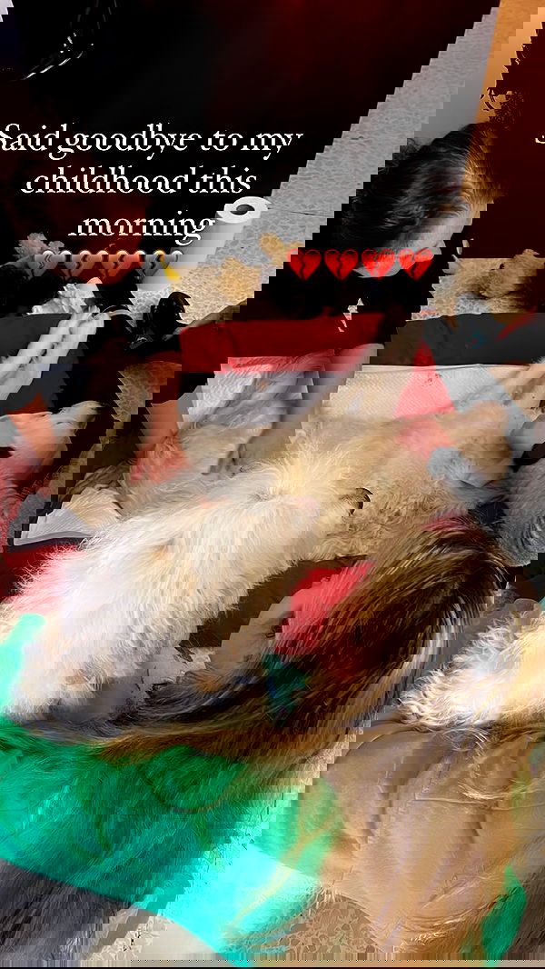 bakedsloths bakedsloths archive image