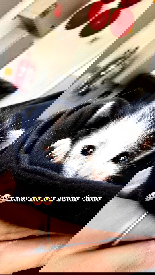 biton__adi biton__adi archive image