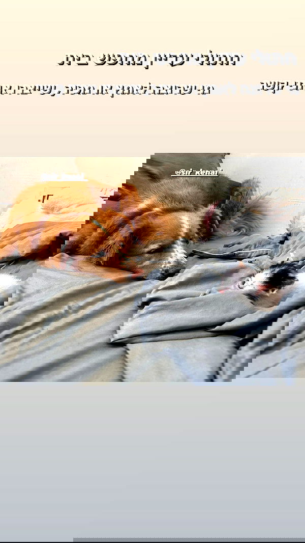 biton__adi biton__adi archive image