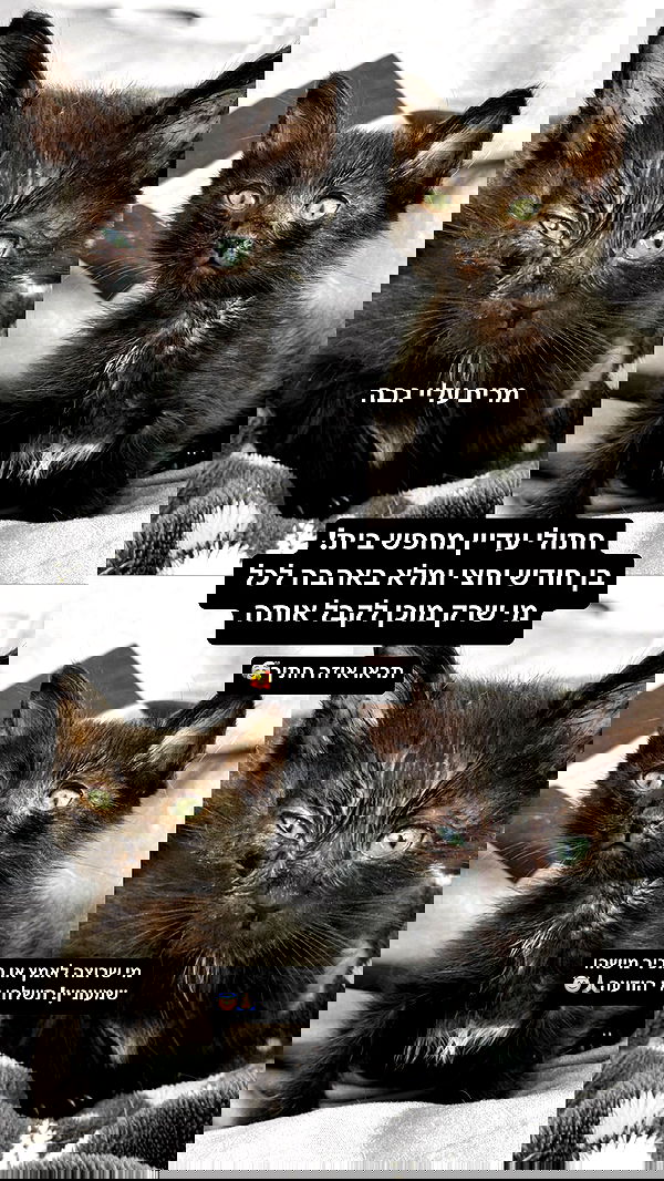 biton__adi biton__adi archive image