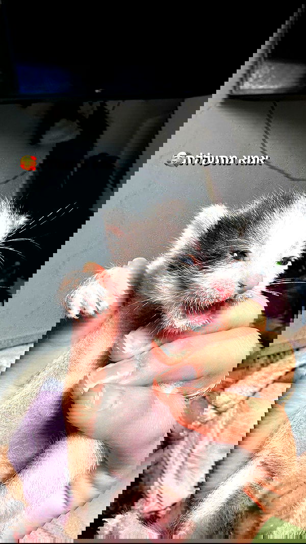 biton__adi biton__adi archive image