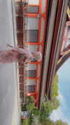 bunny_alina_kim Altpins Profile Picture