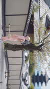 bunny_alina_kim Altpins Profile Picture