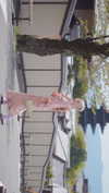 bunny_alina_kim Altpins Profile Picture