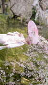 bunny_alina_kim Altpins Profile Picture