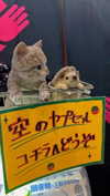 bunny_alina_kim Altpins Profile Picture